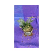 Cycas Dış Mekan Bitkisi