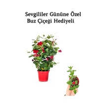 Kokulu Kırmızı Mandevilla Sarmaşığı Sevgililer Gününe Özel Buz Çiçeği Hediyeli