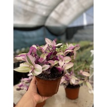 Tradescantia Nanouk Telgraf Çiçeği 13 Lük Saksıda