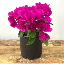 Begonvil Çiçeği-kırmızı 15-20 Cm -bodur Begonvil