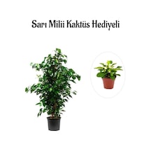Hediyelik Yeşil Renk Benjamin Bitkisi Sevgililer Gününe Özel Sarı Milli Kaktüs Hediyeli