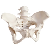 Kadın Pelvis Maketi - Kadın Pelvisi 01