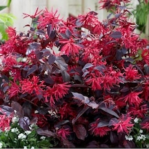 Loropetalum 5 Adet