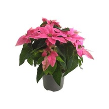 Ponsetya Açık Pembe - Atatürk Çiçeği 12 Cm Saksıda