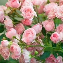 5 Adet Pink Rose Gül Tohumu