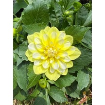 Sarı Yıldız Çiçeği Dalya Bitkisi 1 Adet Saksılı/ Tüplü 20-40cm Bahçe Bitkisi Dahlia