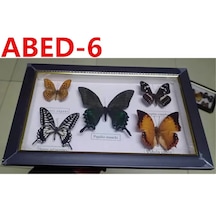 Abed-6-1 Kelebek Numune Seti Po Çerçeve 5 Adet Kelebek Numune El Sanatları Hediyeler Ev Dekorasyon Süsleri Ev Dekorasyonu
