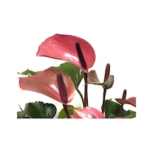 Anthurium Andraeanum 'Cherry' (Flamingo Çiçeği) Ø12 CM Y35-40 CM