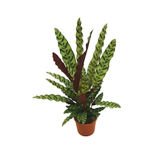 Calathea Lancifolia (Dua Çiçeği) Ø17 CM Y50-60 CM