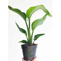 Mini Boy Starliçe Cennet Çiçeği Starliçe Çiçeği 1 Adet Saksılı 15-30cm Strelitzia