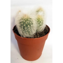 Kaktüs Espostoa Lanata