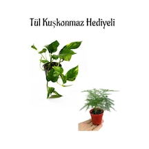 Pothos Alacalı Salon Sarmaşığı Sevgililer Gününe Özel Tül Kuşkonmaz Hediyeli