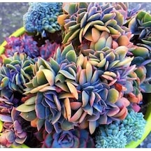 10 Adet Rainbow Echeveria Succulent Tohumu