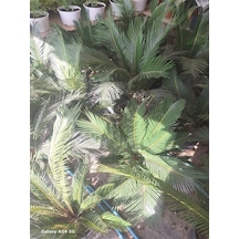 Büyük Japon Sago Palmiyesi Sikas 1 Adet Saksılı 70-100cm Cycas