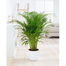 Areka Palmiyesi - Areca Palm 90-100 Cm