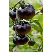 Siyah Kumato Domatesi Tohumu / Eko Paket 25 + Adet Tohum