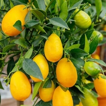 3 Yaş Aşılı Limonkamkat Tavaresquat Fidanı. Torbada
