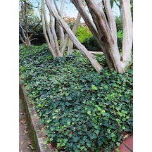 Saksıda Orman Sarmaşığı 40-60 Cm Hedera Helix Yeşil Yapraklı