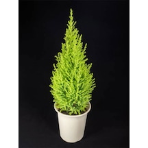 Videolu Salon Çamı Limoni Servi 30-70 Cm Saksılı Tüplü Dış Mekan Ağaçları Lemon-scented Pine