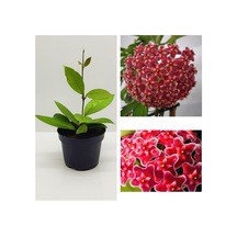 Serada Decor & Plant Mum Çiçeği Fidesi Hoya Carnosa Mis Kokulu Kırmızı 9cm Saksıda Mum Hoya Çiçeği