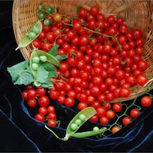 Sweet Pea Currant Domates Tohumu 10 Adet