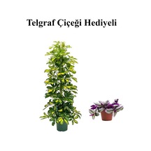 Hediyelik Sarı Alacalı Şeflera Bitkisi Sevgililer Gününe Özel Telgraf Hediyeli