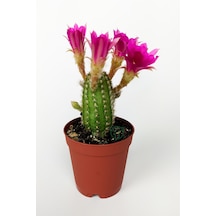 Yılan Kaktüs Fuşya Çiçekli Pilosocereus Silvestrii Hibrit Nadir