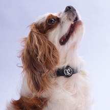 Siyah Köpek Boyun Tasması Ayarlanabilir Köpek Tasması M
