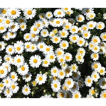 200+ Yayılıcı Papatya Tohumu N114441