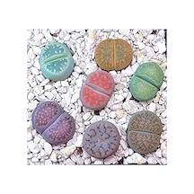 20 Adet Lithops Mix Tohumu
