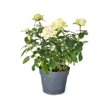 Yediveren Yoğun Kokulu Krem Beyaz Renkli 50 90 Cm 1 Adet Tüplü Aşılı Gül White Rose