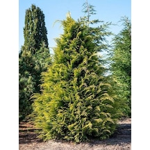 Videolu Leylandii Melez Servi Fidanı 1 Adet Saksılı/ Tüplü 30-50 Cm Leylandii Cedar