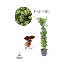 Yoğun Kokulu Hanımeli Çiçeği 50-70cm 1 Adet Saksılı Diğer
