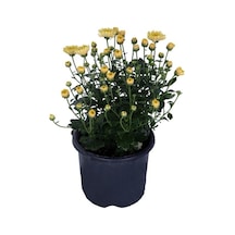 Limoni Sarı Kasımpatı Saksı Da Chrysanthemum Sarı Renk Krizentem Çiçeği 10-20 Cm