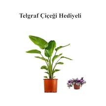 Hediyelik Starliçe Cennet Çiçeği Bitkisi Sevgililer Gününe Özel Sarı Milli Kaktüs Hediyeli