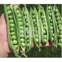 Bezelye Tohumu Bursa Tohum Rondo Tane Bezelye Tohumu 150GR