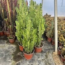 Bol Dallı Büyük Boy Euphorbia Trigona Green - Afrika Yeşil Süt Ağacı Kaktüsü 1 Adet