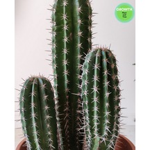 Pachycereus Pecten Aboriginum 1 Adet