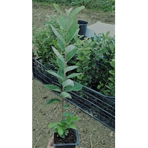 Tüplü Fidan Kaymak Ağacı Fidanı