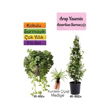 Kokulu Arap Yasemini+amerikan Sarmaşığı+kurdele Çiçeği 3'lü Bahçe Seti