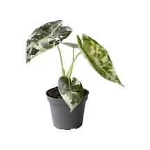 Alocasia Frydek 'Variegata' (Fil Kulağı)