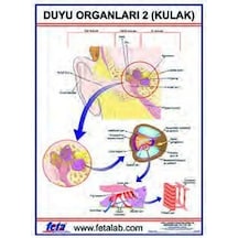 Duyu Organları 2 Levhası Kulak