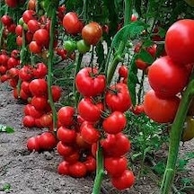 30 Adet Tohum Nadir Sırık Domates Tohumu Tohum
