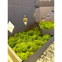 Reindermoss Şoklanmış Norveç Yosunu Terarium Yosunu Lime Green 500 Gr.