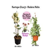 Kartopu Çiçeği 1 Adet +hedera Helix 1 Adet+pembe Gazanya Hediye Saksılı Bahçe Seti