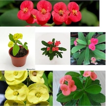 Sarı Kırmızı Pembe Dikenler 3 Adet 10-20 Cm