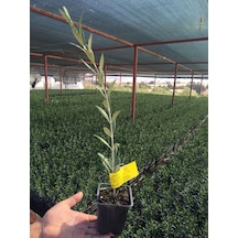 Serfiraz Arbequina Zeytin Fidanı 1 Adet