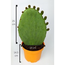 Dikenli İncir Saksıda Hint İnciri Kaynana Dili Frenk Yemişi Kürek Yemişi 19 CM Turuncu Saksıda
