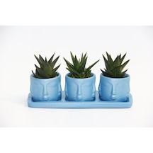 Trio Mavi Adler Sukulent Seti - Haworthia Limifolia. Rigida