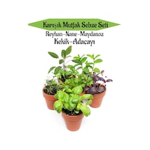 Karışık Mutfak Sebze Seti Reyhan+nane+maydanoz+kekik+adaçayı+toplam 6 Adet